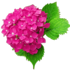 m2140 Amazing 2pcs Pasteleria Moule Hydrangeas Flower Silicona Sugar Fondant Clay Veiner |Byjunyeor®