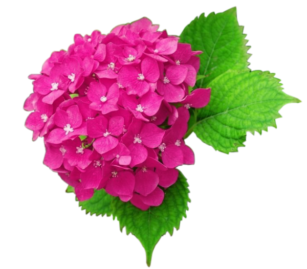 m2140 Amazing 2pcs Pasteleria Moule Hydrangeas Flower Silicona Sugar Fondant Clay Veiner |Byjunyeor®